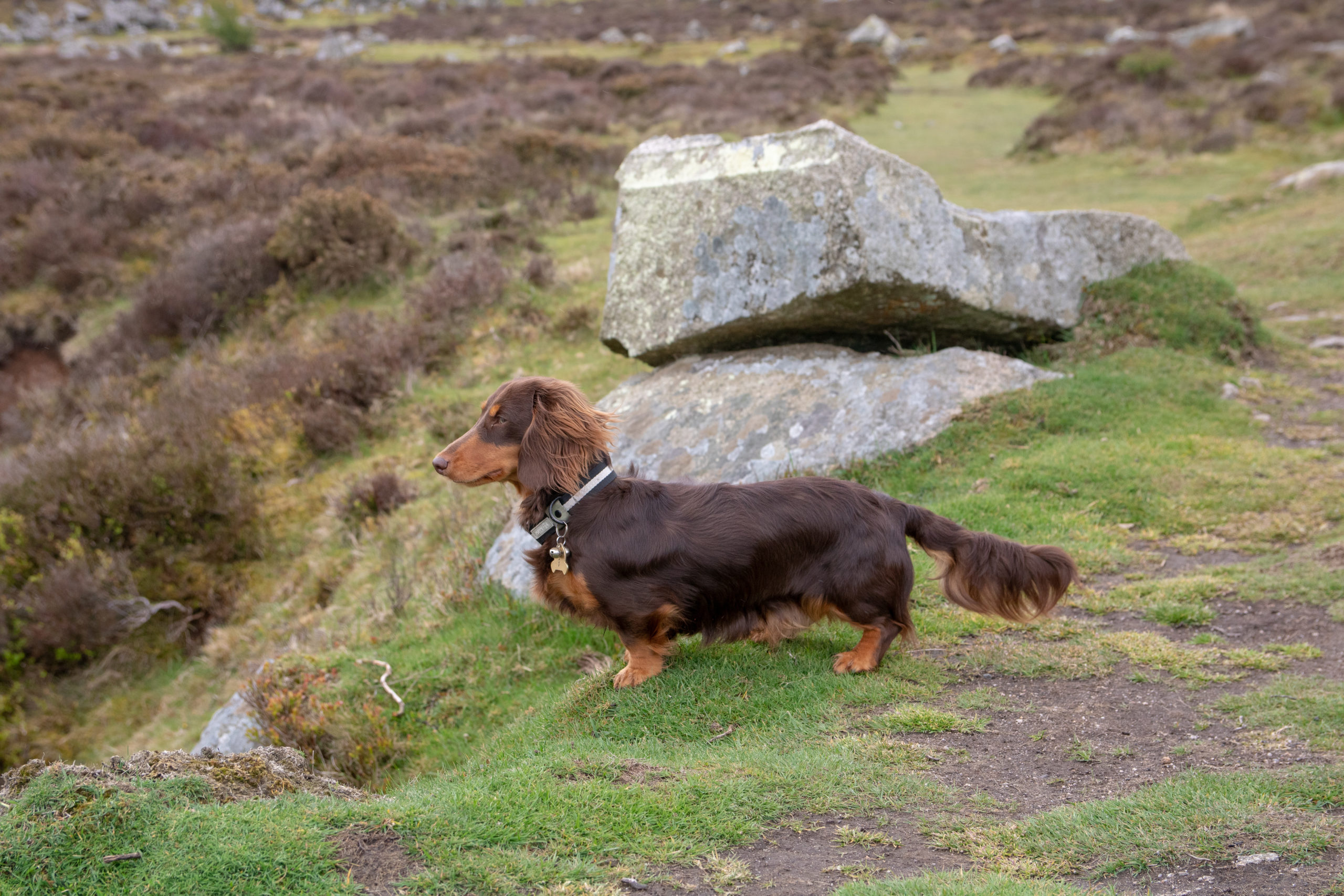 dog friendly north wales