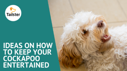 Ideas on how to keep your Cockapoo entertained