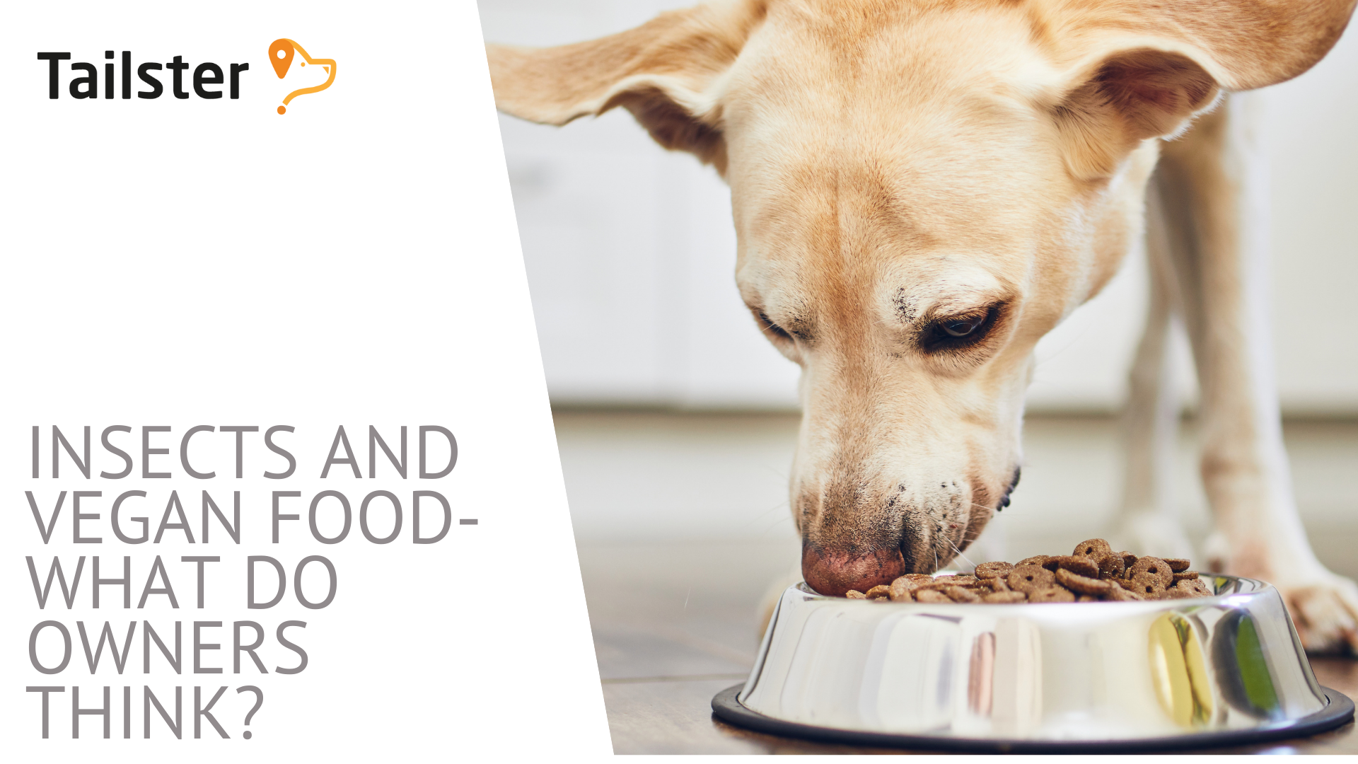 Insect Protein And Vegan Pet Food What Owners Really Think!