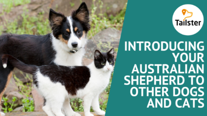 Introducing Your Australian Shepherd To Other Dogs And Cats