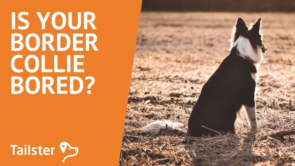 Is Your Border Collie Bored? Here Are The Signs To Look For