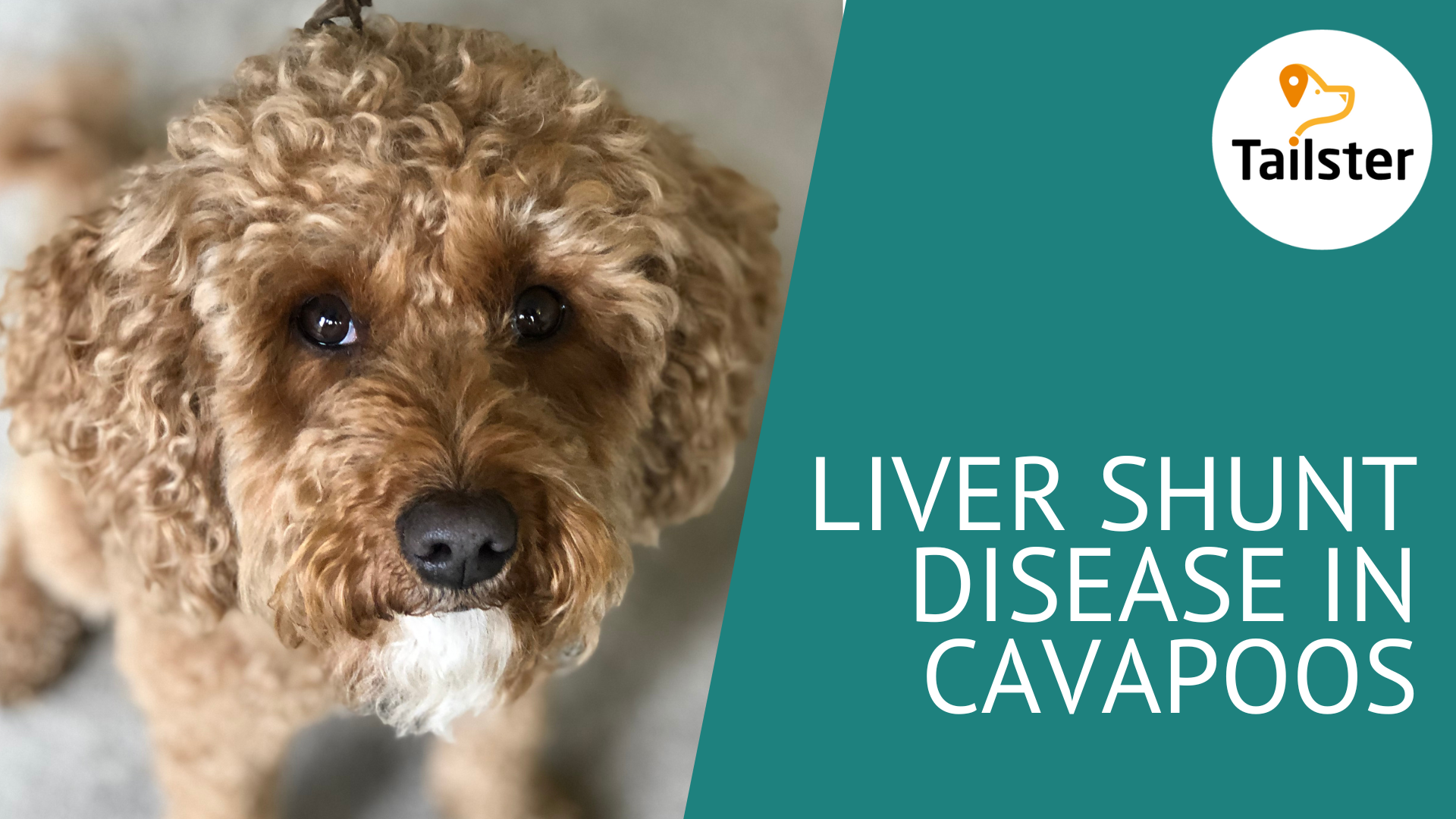 Liver Shunt Disease In Cavapoos