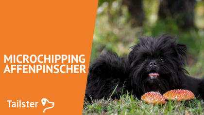 Microchip Affenpinscher