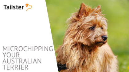 Microchip Australian Terrier