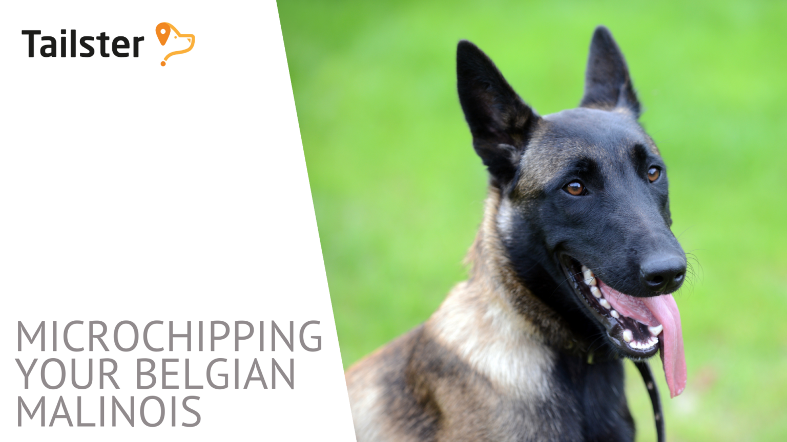 Belgian Malinois