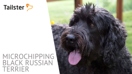 Microchip Black Russian Terrier