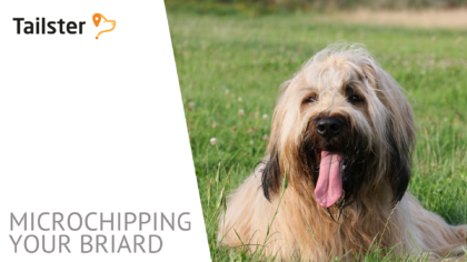 Microchip Briard