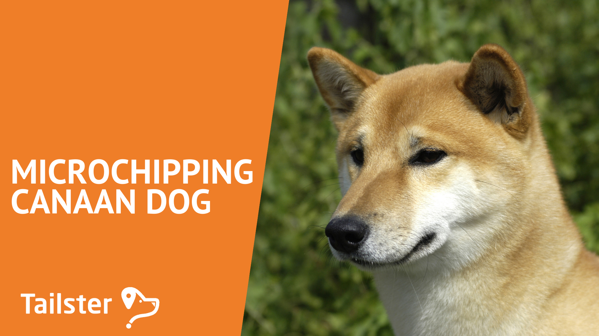 Microchipping And Your Canaan Dog A Guide