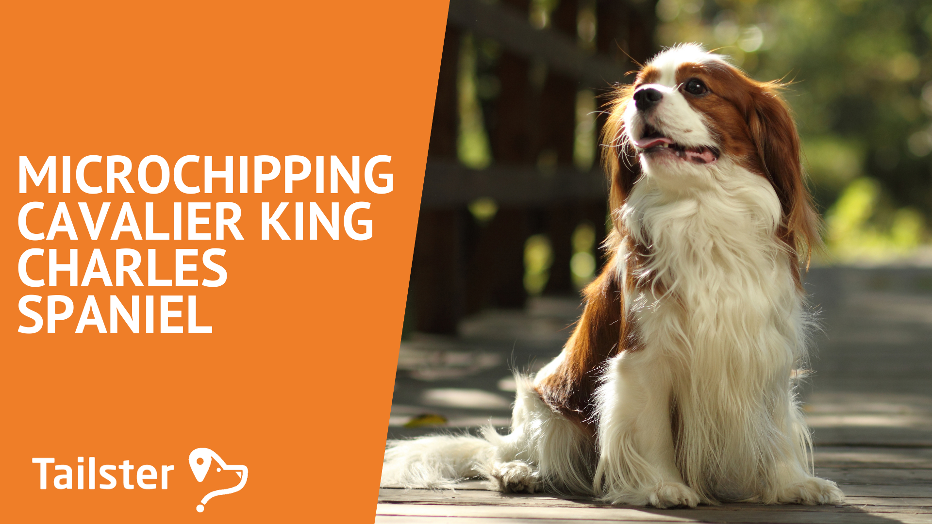 Everything You Need To Know About Microchipping Your Cavalier King