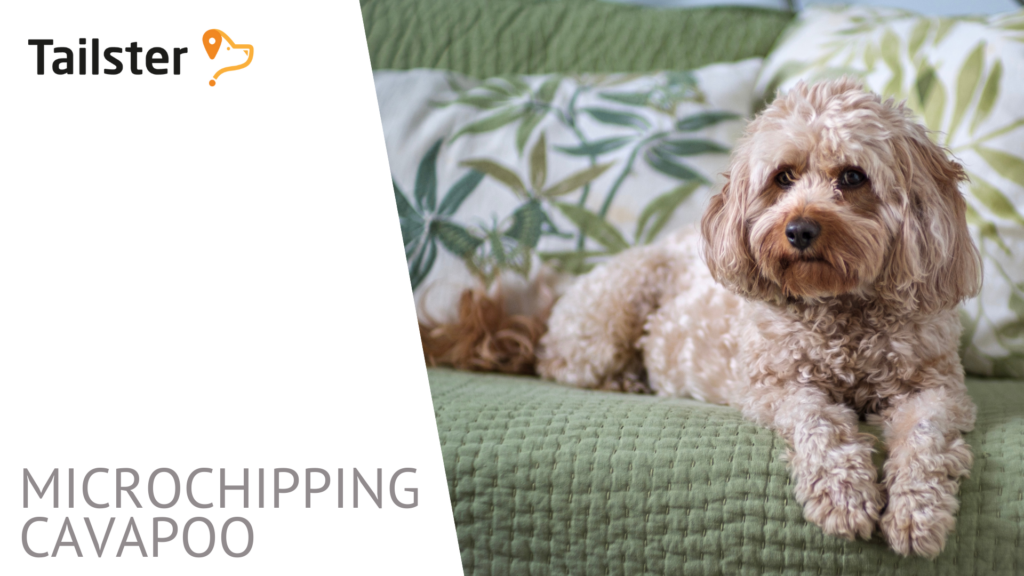 Cavapoo Reproductive Cavapoo Care
