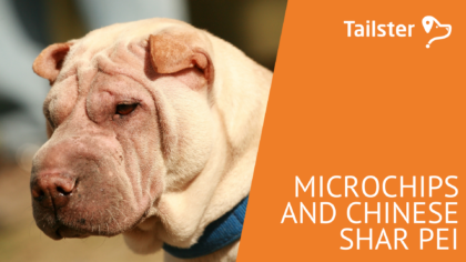 Microchip Chinese Shar Pei