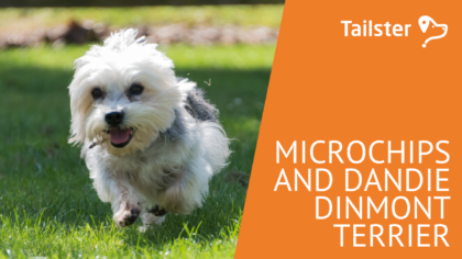 Microchip Dandie Dinmont Terrier