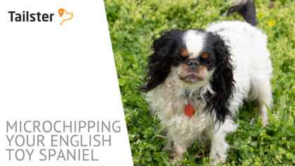 Microchip English Toy Spaniel