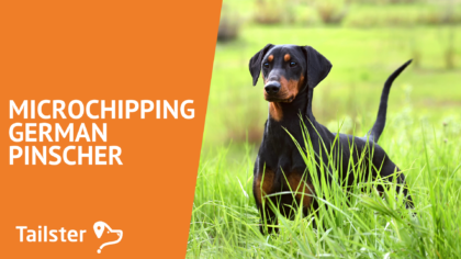 Microchip German Pinscher