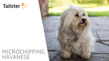 Microchip Havanese