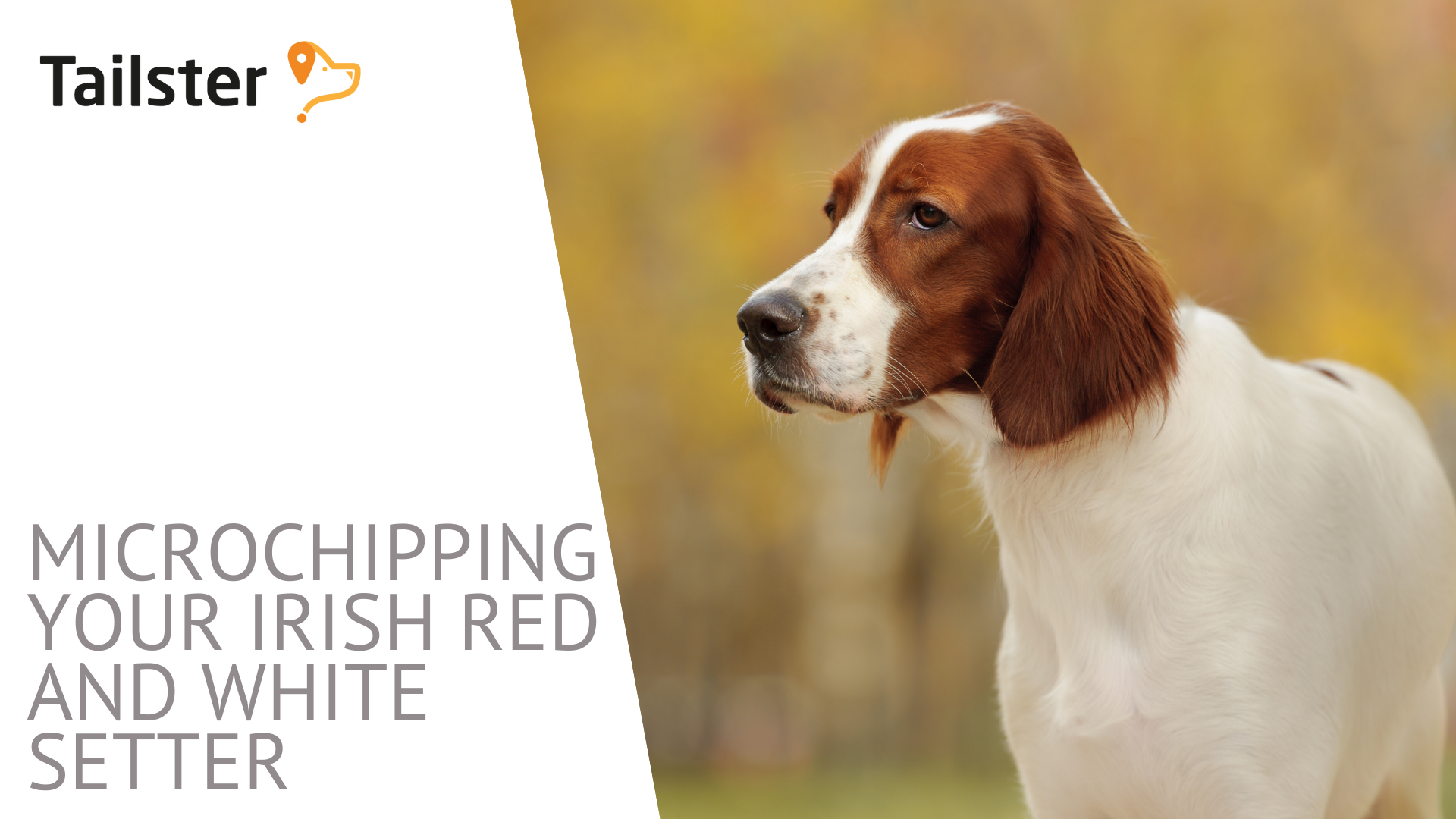 Microchipping Your Irish Red And White Setter