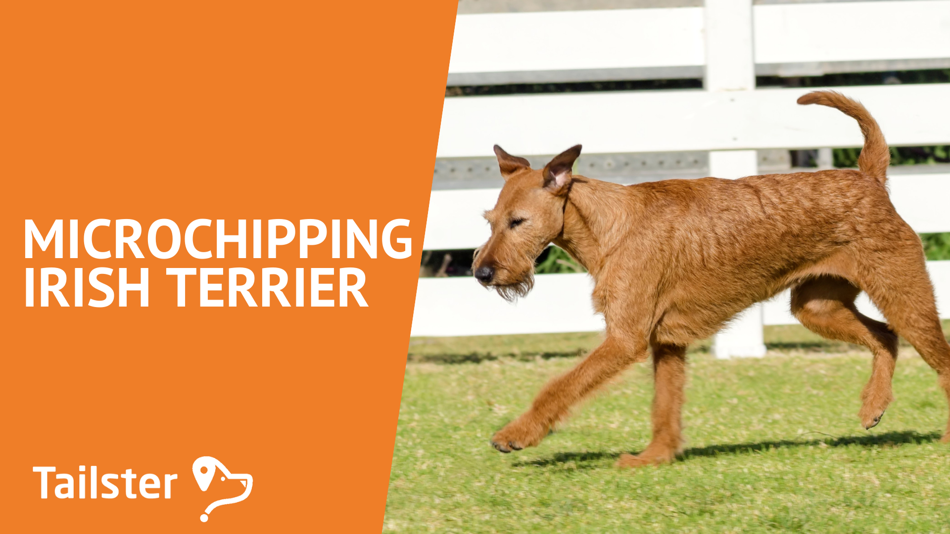 Everything You Need To Know About Microchipping Your Irish Terrier