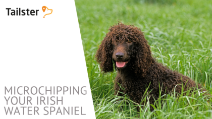 Microchip Irish Water Spaniel