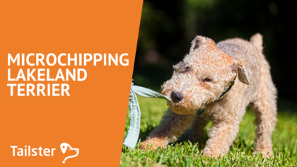 Microchip Lakeland Terrier