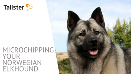 Microchip Norwegian Elkhound