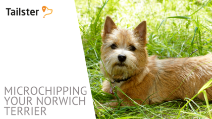 Microchip Norwich Terrier