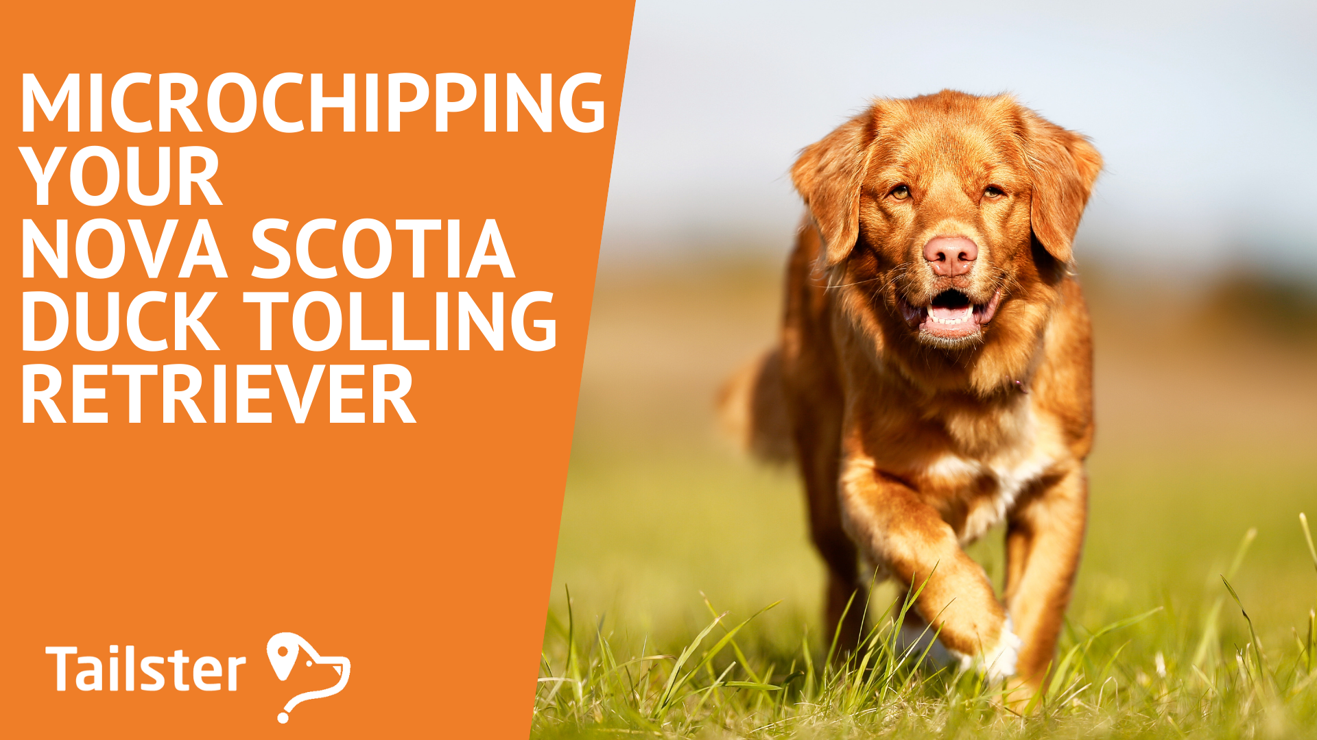 Everything You Need To Know About Microchipping Your Nova Scotia Duck