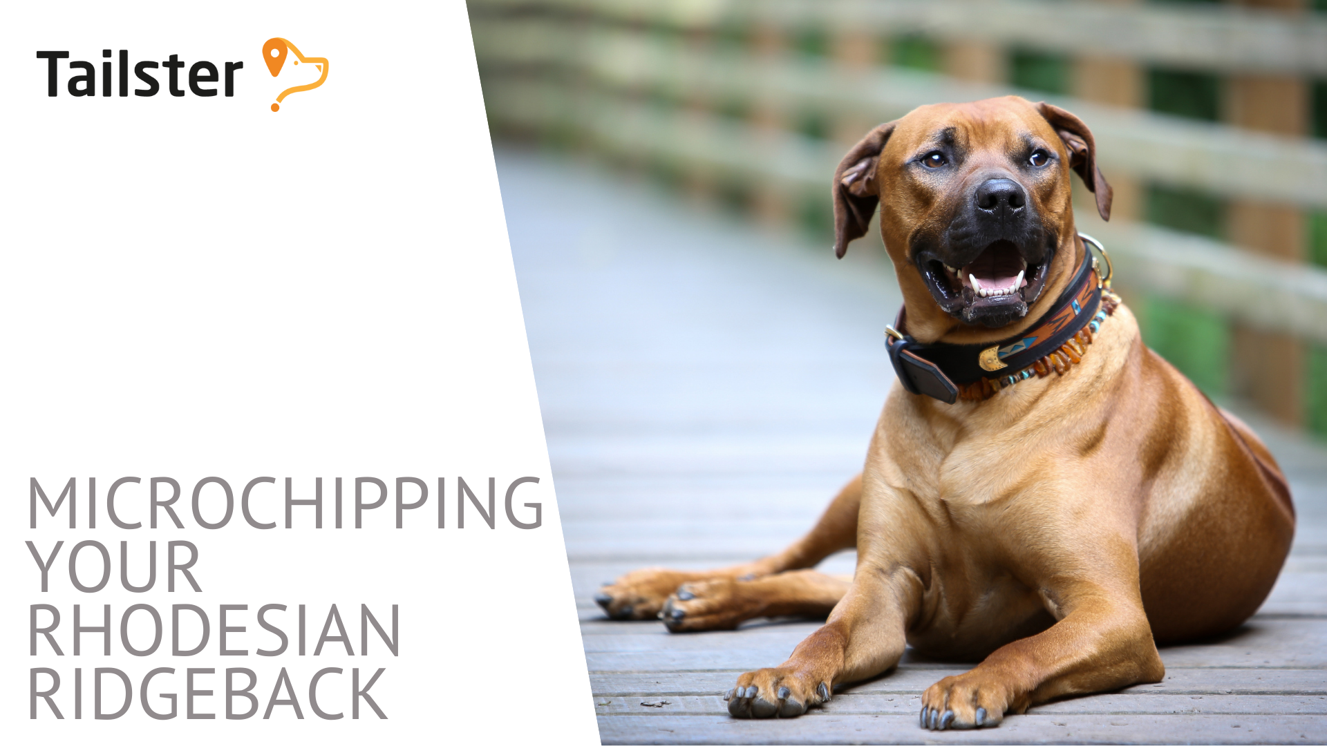 Microchipping Your Rhodesian Ridgeback