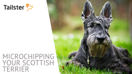 Microchip Scottish Terrier