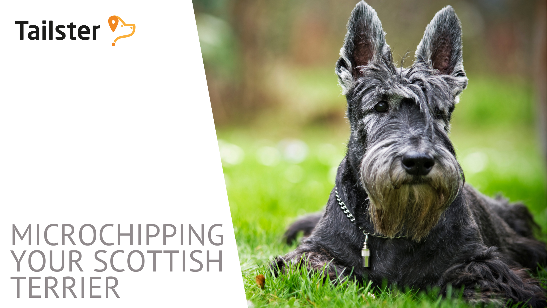 Microchipping And Your Scottish Terrier A Guide