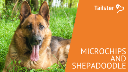 Microchip Shepadoodle