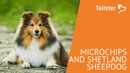 Microchip Shetland Sheepdog