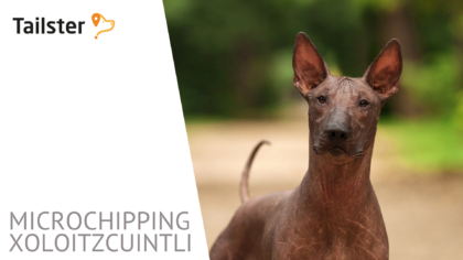 Microchip Xoloitzcuintli