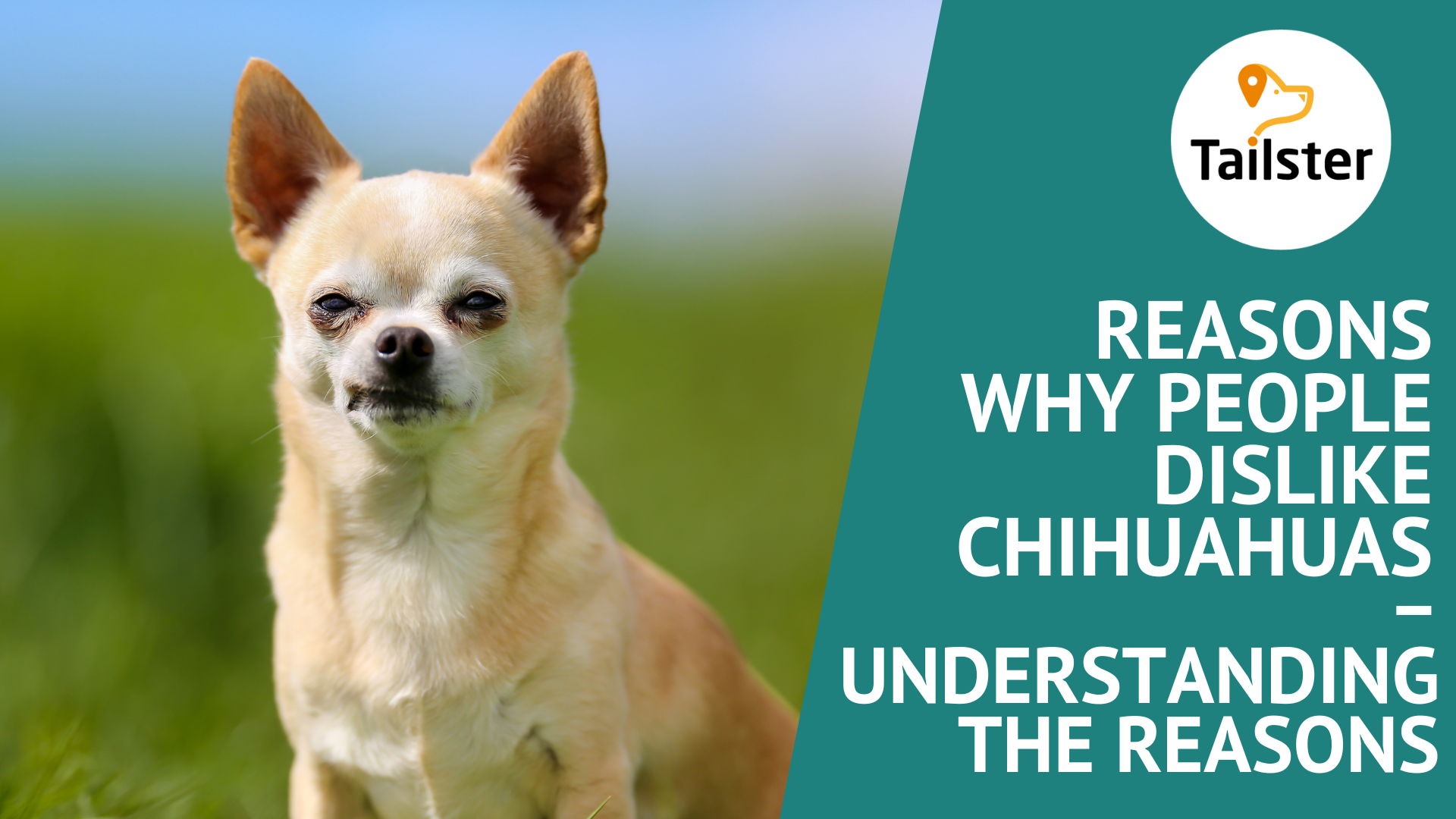 Reasons Why People Dislike Chihuahuas – Understanding The Reasons