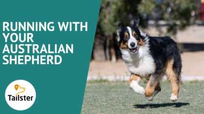 Running with your Australian Shepherd