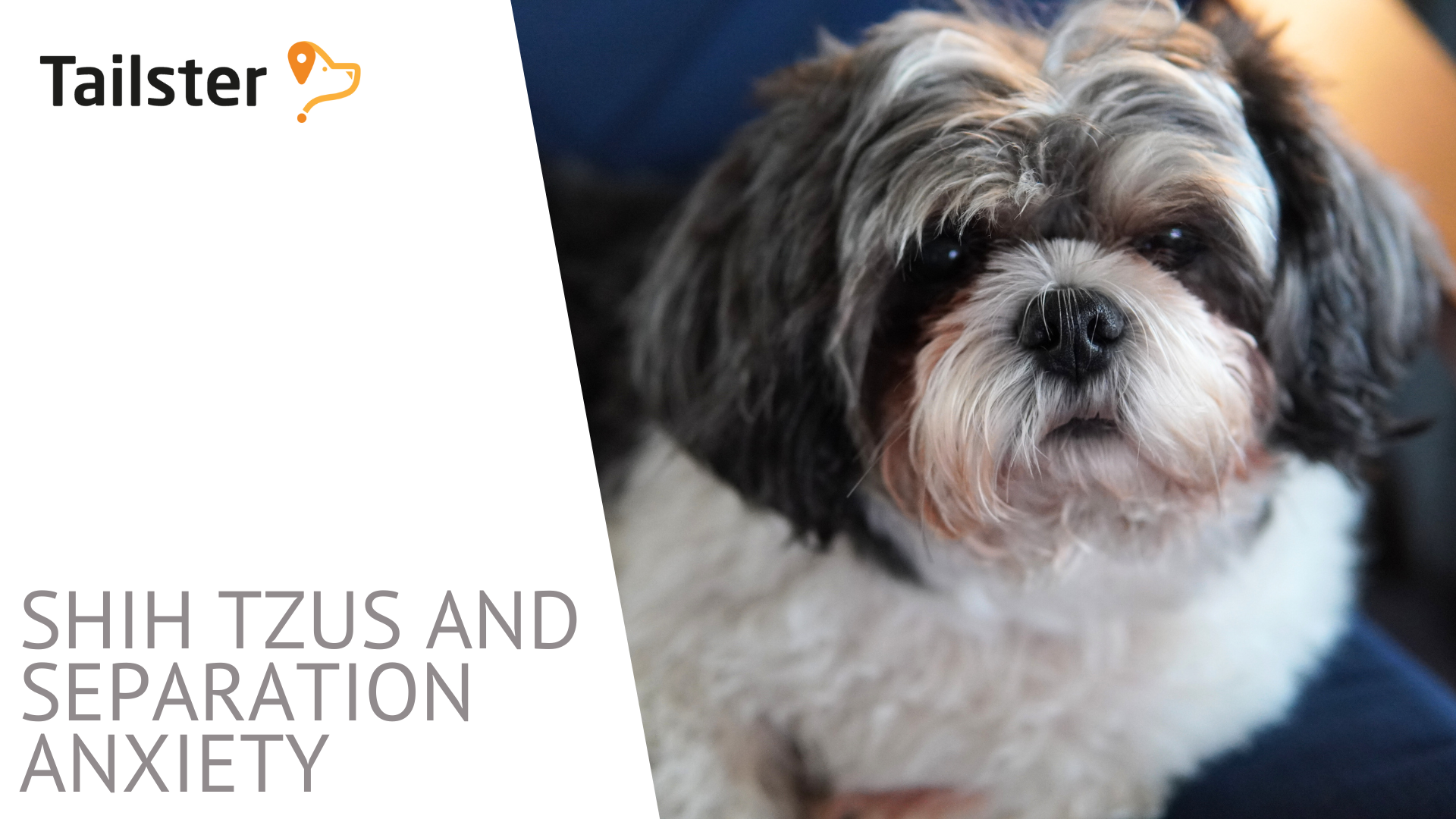Shih Tzus And Separation Anxiety