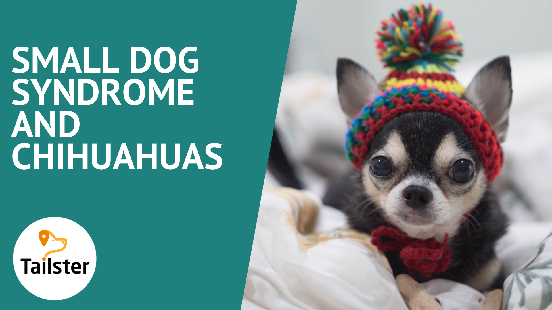Small Dog Syndrome And Chihuahuas