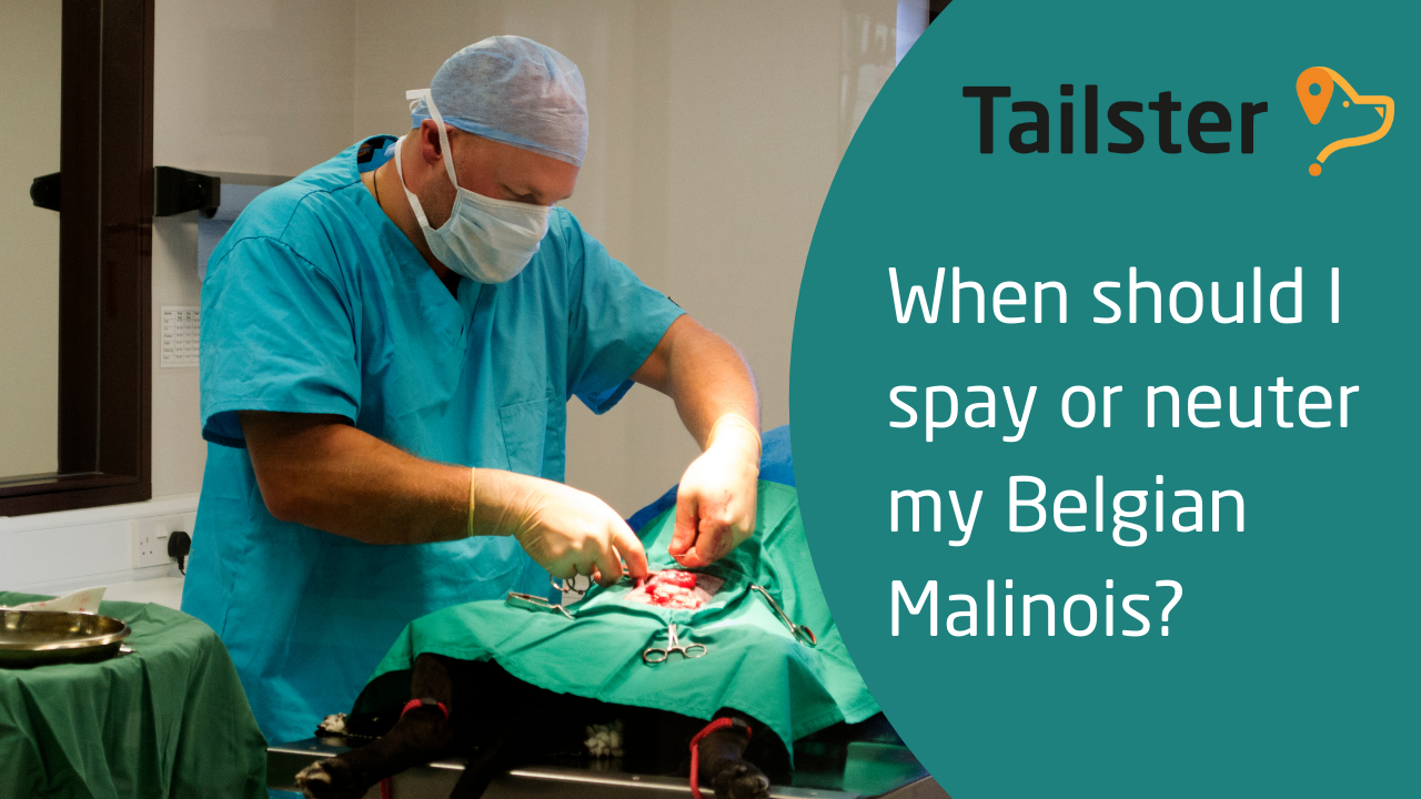 When Should I Spay Or Neuter My Belgian Malinois?