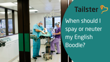 Spay and neuter - English Boodle