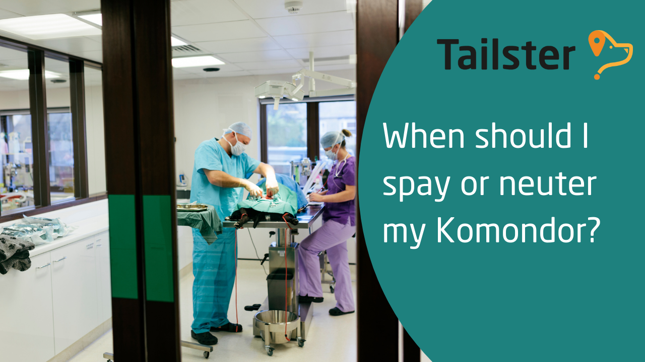 When Should I Spay Or Neuter My Komondor?
