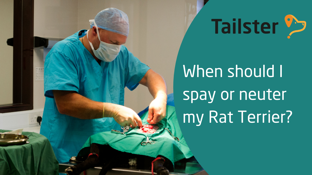 When Should I Spay Or Neuter My Rat Terrier?