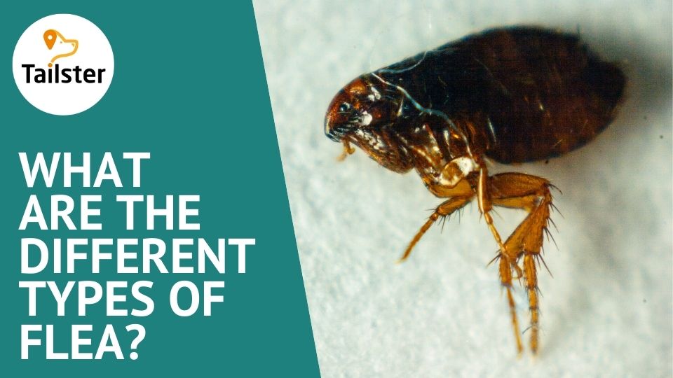 What Are The Different Types Of Fleas?