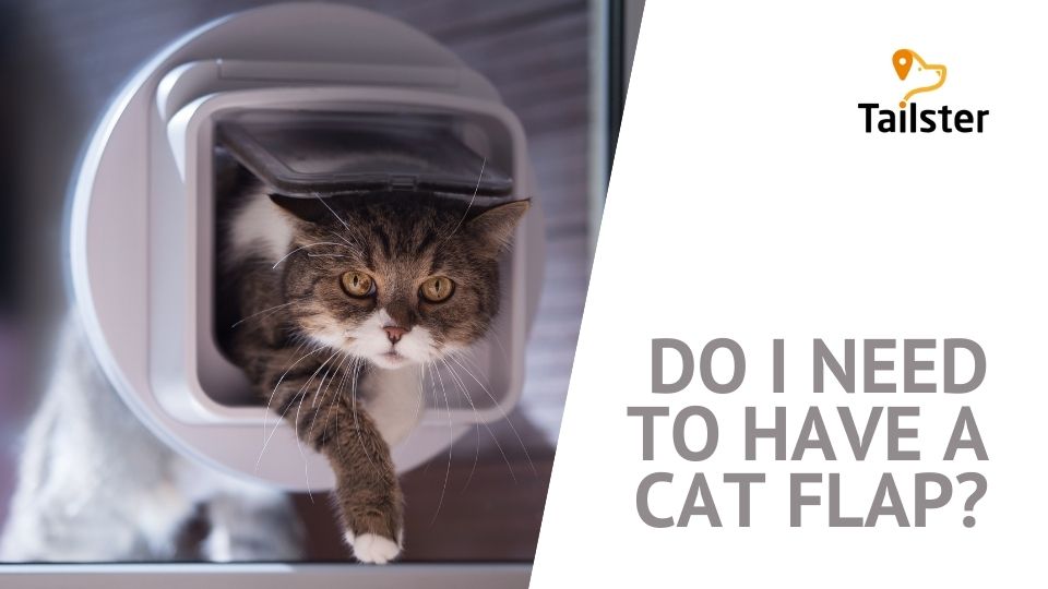 cat without cat flap