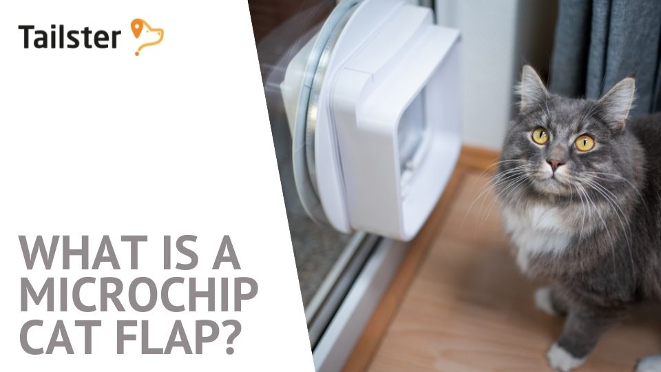 What Is A Microchip Cat Flap?