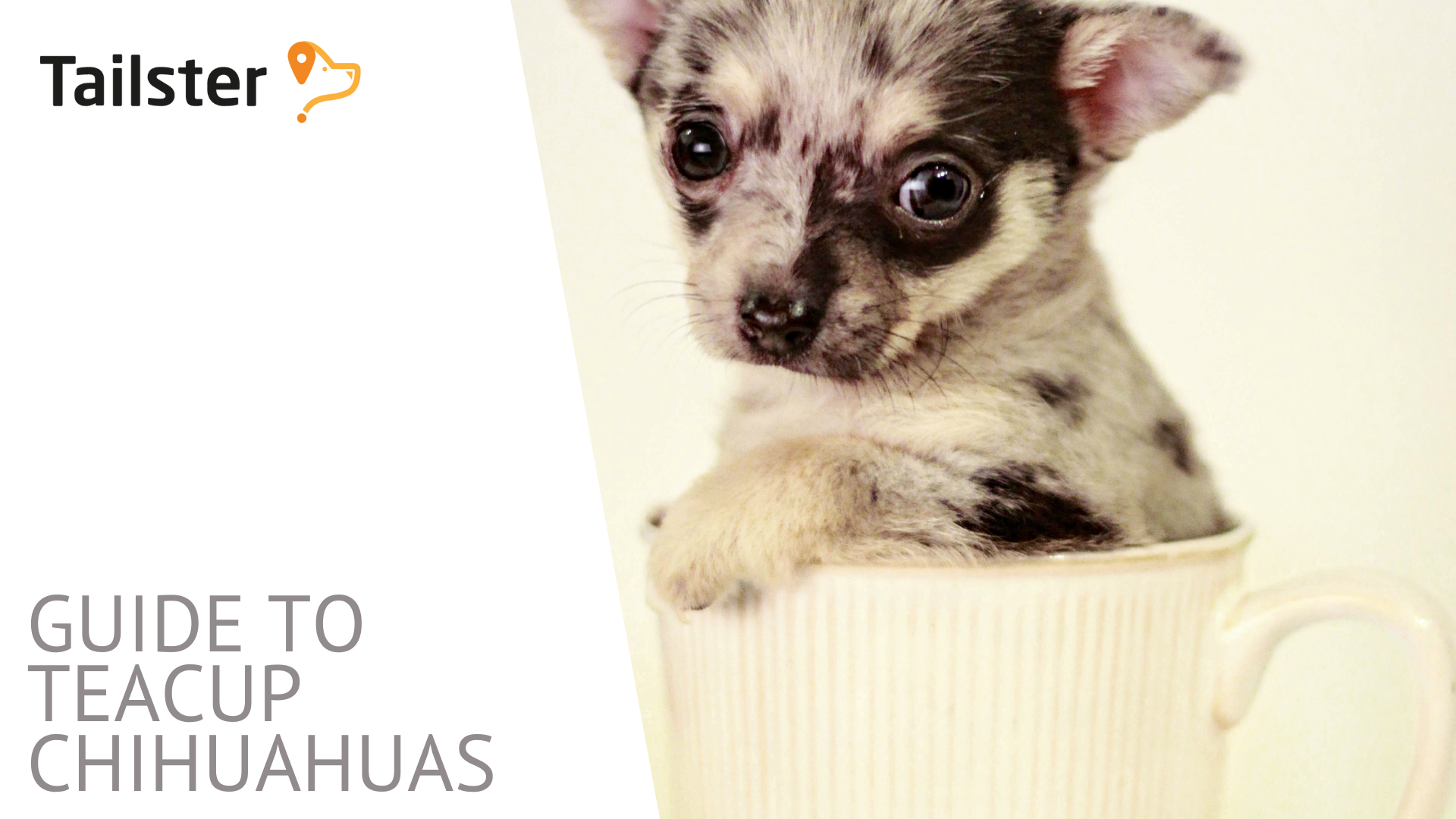 Guide To Teacup Chihuahuas