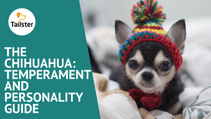 The Chihuahua Temperament And Personality Guide