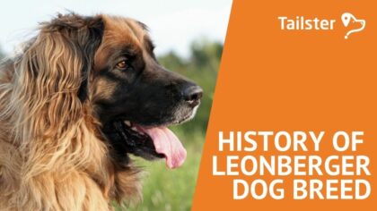 The History of the Leonberger Dog Breed