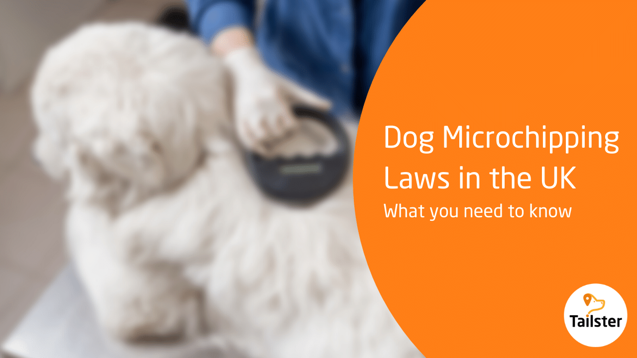 Dog Microchipping Laws What You Need To Know