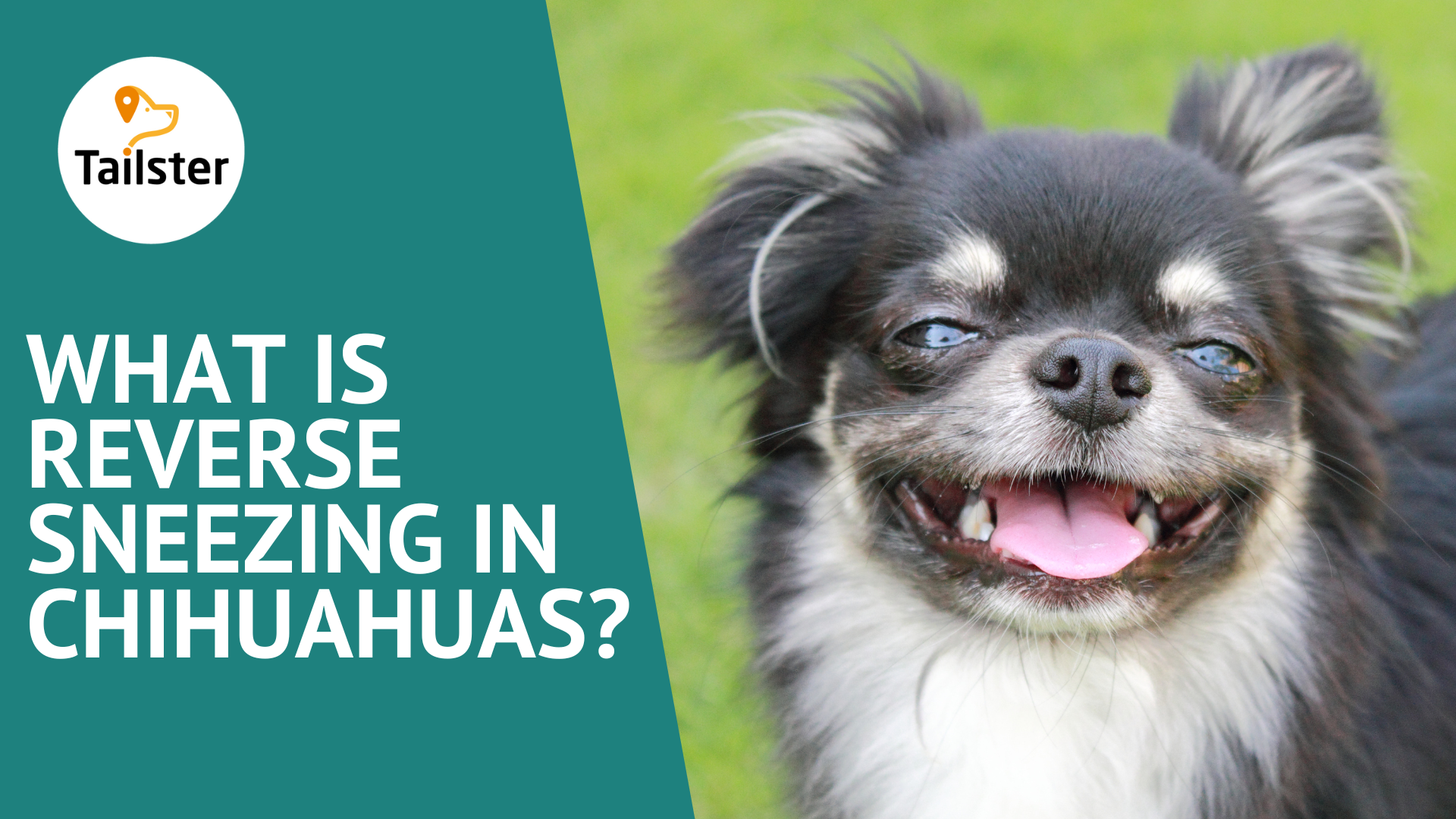 what-is-reverse-sneezing-in-chihuahuas