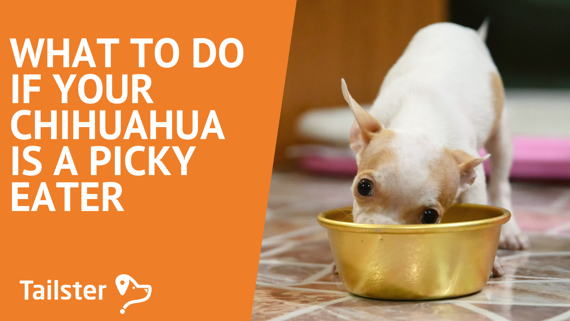 What To Do If Your Chihuahua Is A Picky Eater