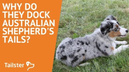 Why Do They Dock Australian Shepherd's Tails